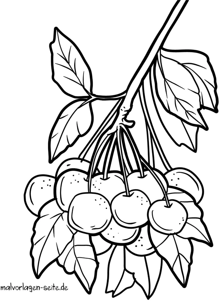 kirschen-am-ast-und-blaettern