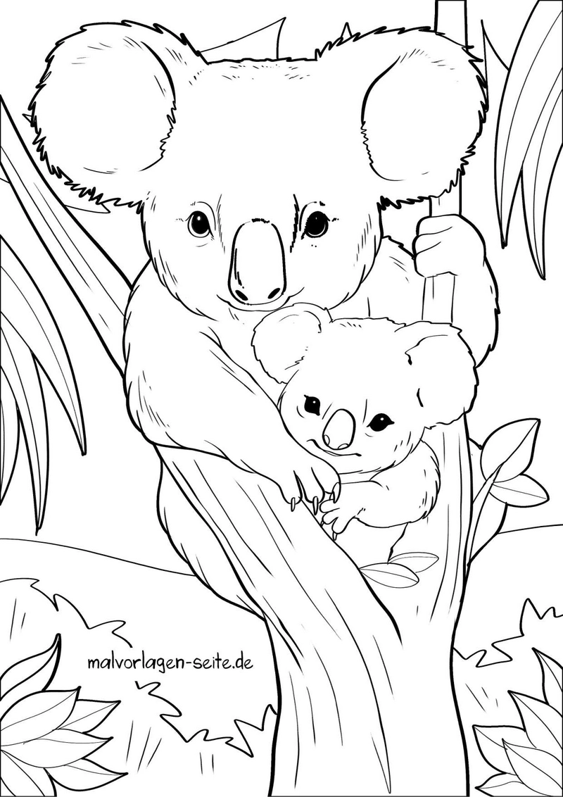 koala-und-baby-im-baum