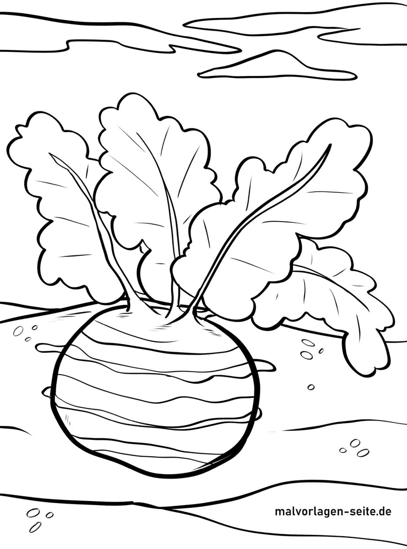 kohlrabi-mit-blaettern-ausmalvorlage