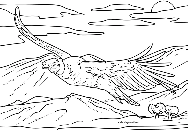 kondor-in-berglandschaft-malvorlage