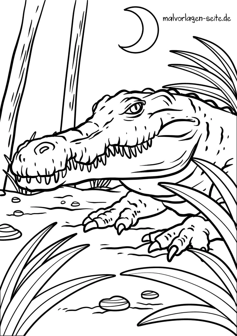 krokodil-in-natuerlicher-umgebung