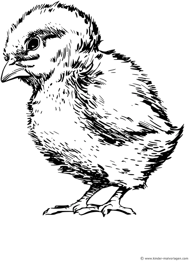 kueken-ausmalvorlage-kreative-kinder