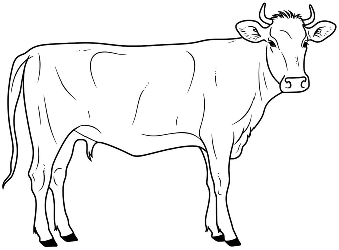kuh-malvorlage-fuer-kreative-stunden-auf-dem-bauernhof