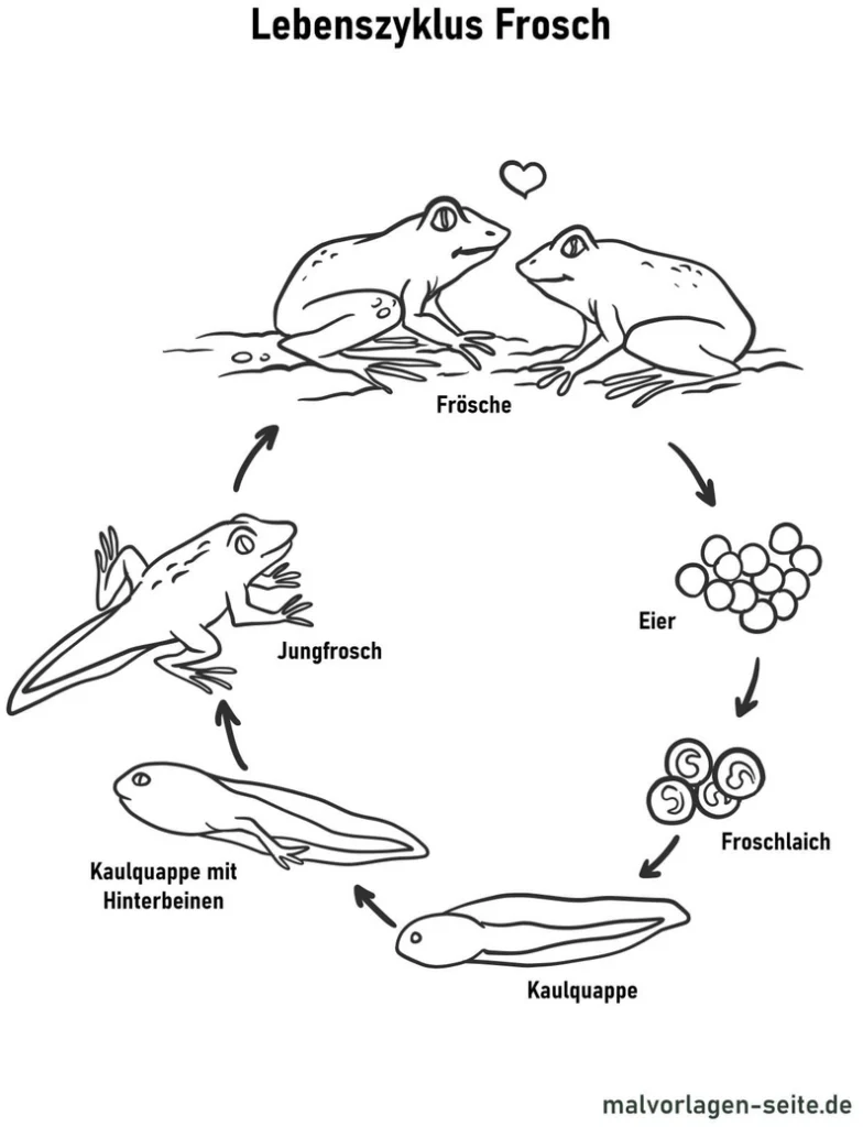 lebenszyklus-frosche-malen-vorlage