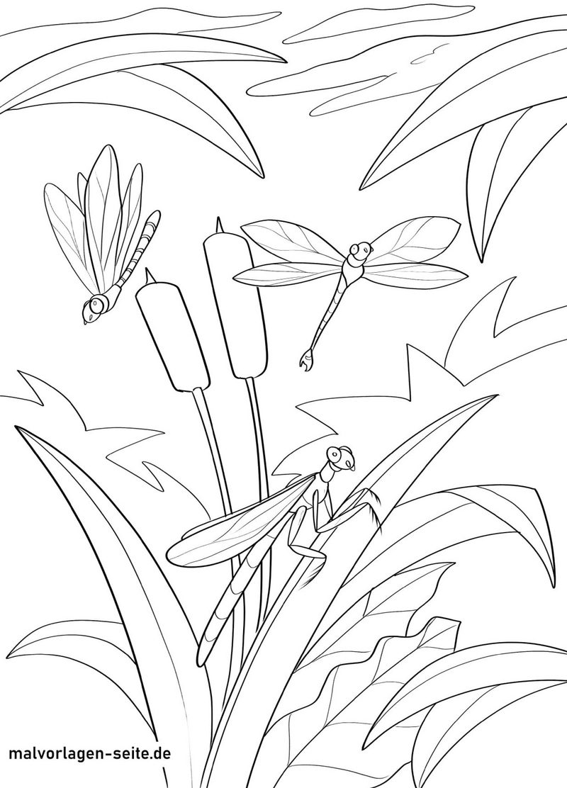 libellen-in-der-natur-ausmalvorlage