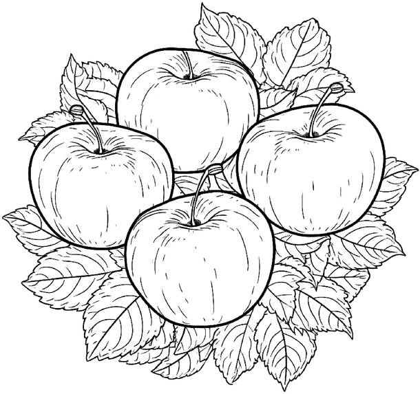 malvorlage-aepfel-auf-blaettern