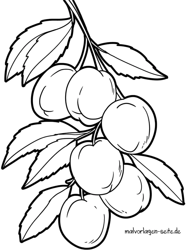 malvorlage-aprikosen-zweig-fruechte-ausmalen