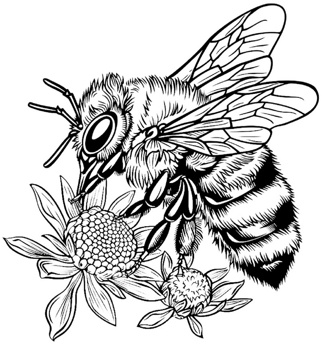 malvorlage-biene-an-blumen