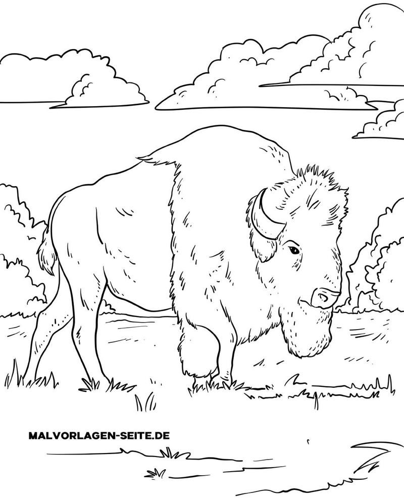 malvorlage-bison-in-der-natur