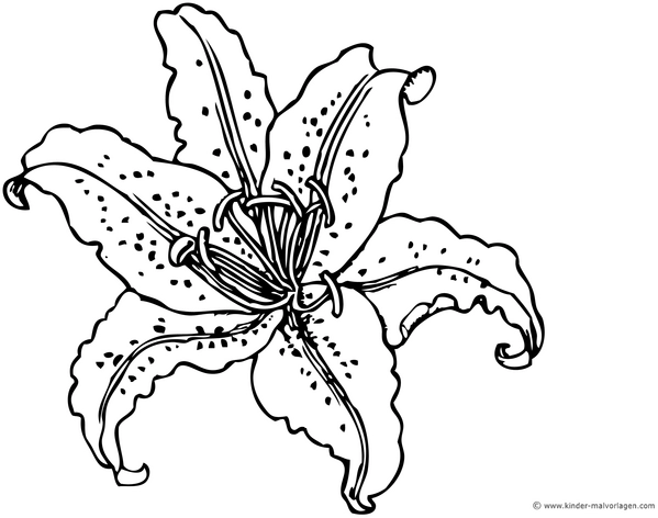 malvorlage-bluete-blumen-ausmalen