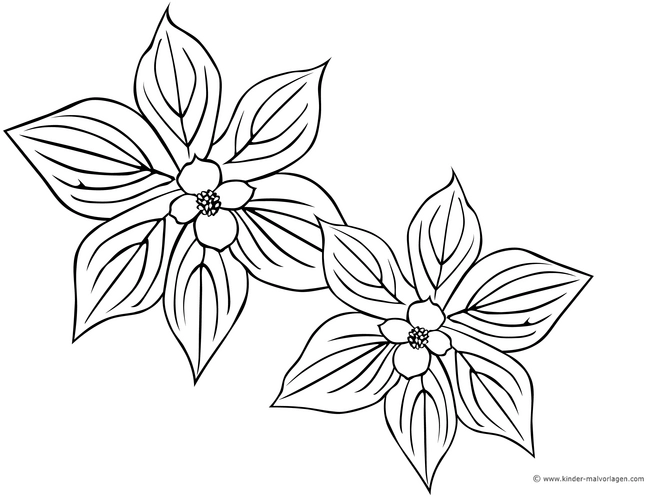 malvorlage-blueten-fuer-kreative-ausmalstunden