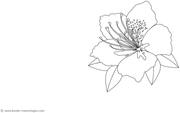 malvorlage-blume-filigranes-design-zum-ausmalen