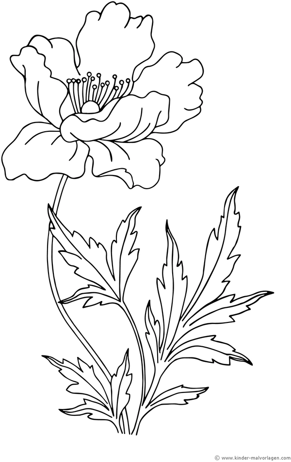malvorlage-blume-mohn-mit-detailreicher-darstellung