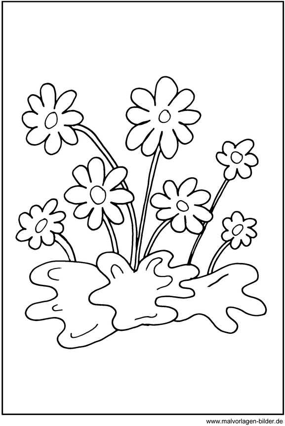 malvorlage-blumen-ausmalen-fruehling