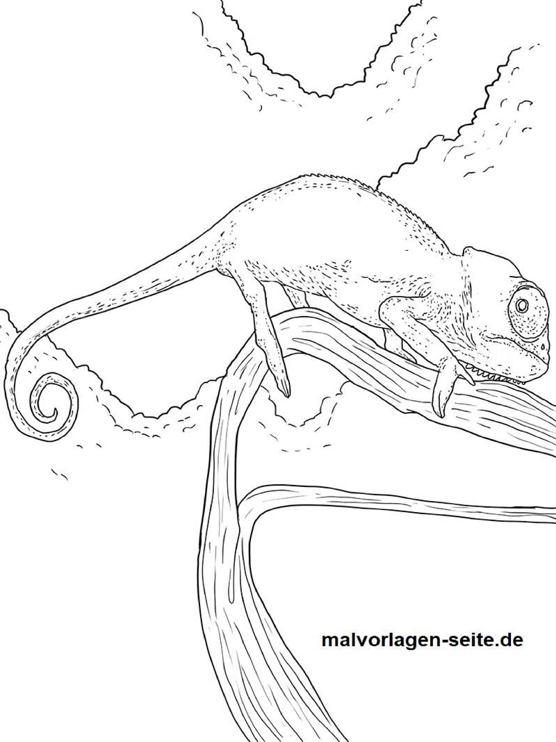malvorlage-chameleon-ausmalen-und-lernen