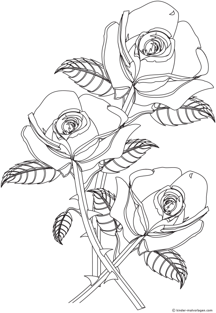 malvorlage-drei-rosen-blumen-illustration