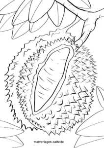 malvorlage-durian-ausmalbild-frucht