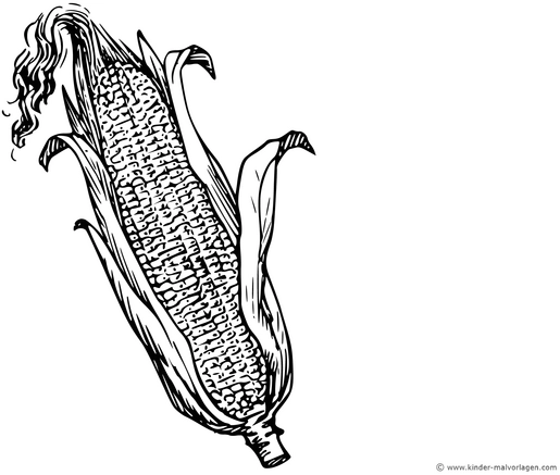 malvorlage-eines-maiskolbens-fuer-kreative-ausmalstunden