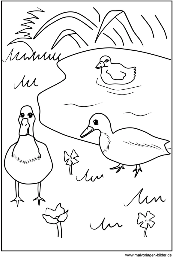 malvorlage-enten-am-teich