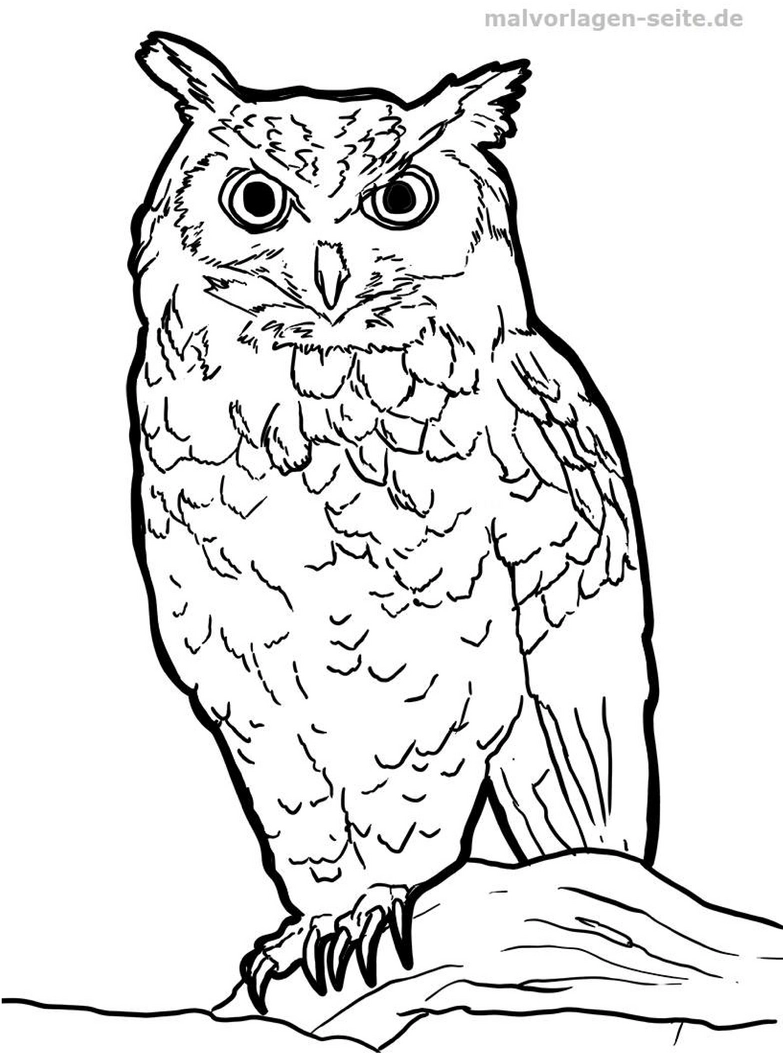 malvorlage-eule-mit-detailliertem-gefaeder-und-grossen-augen