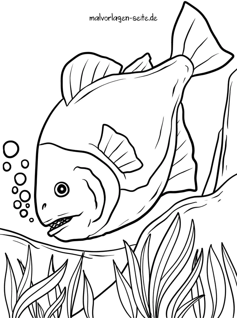 malvorlage-fisch-mit-pflanzen-und-blasen-im-wasser