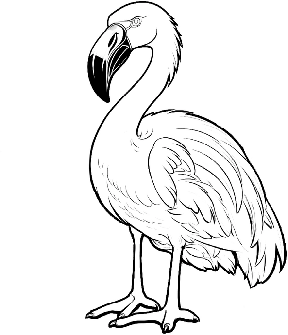 malvorlage-flamingo-ausmalbild-fuer-kinder