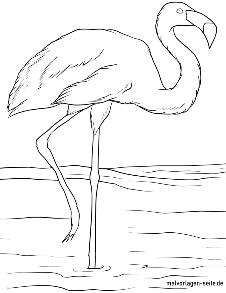 malvorlage-flamingo-im-wasser