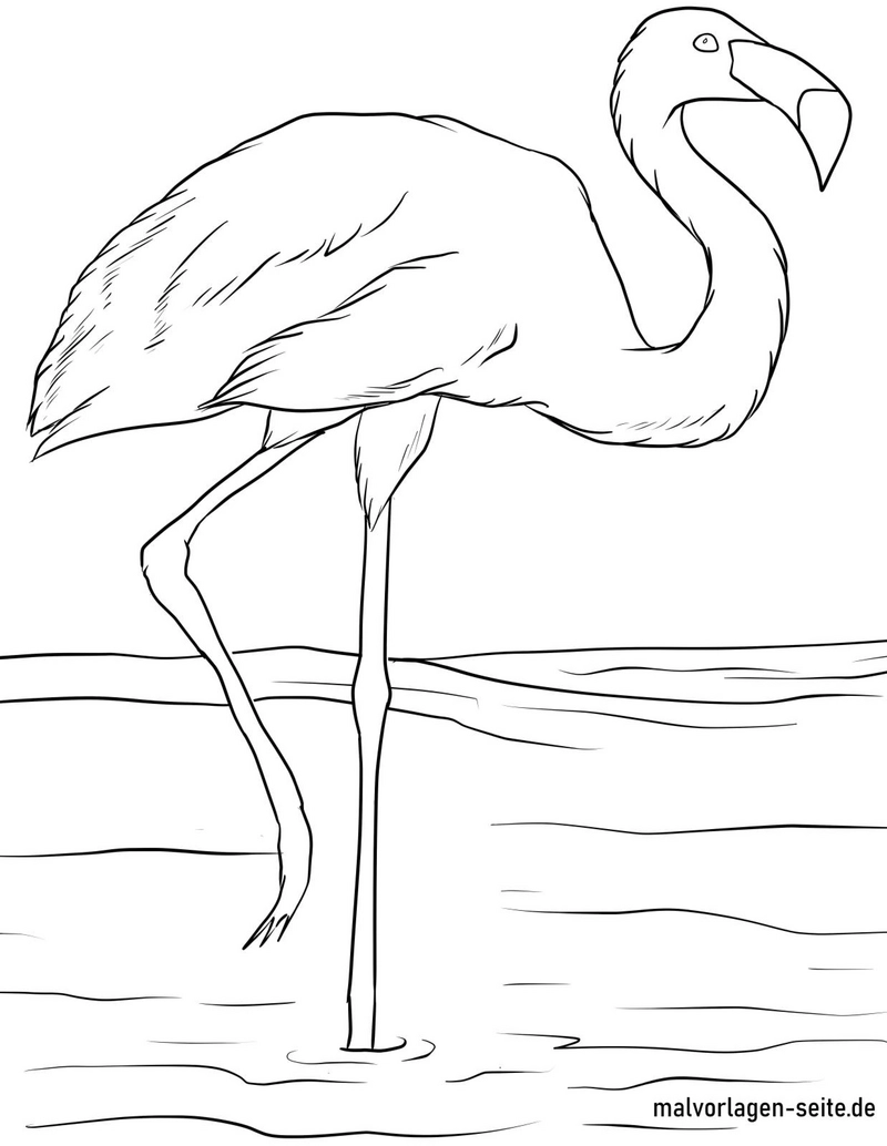 malvorlage-flamingo-im-wasser