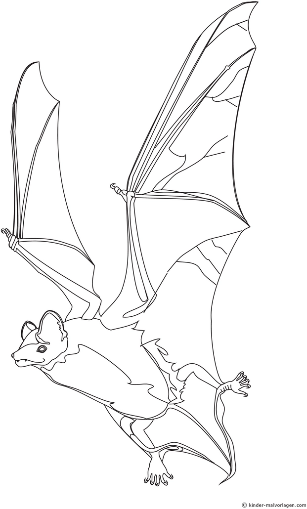malvorlage-fledermaus-im-flug-ausmalen-fuer-kinder