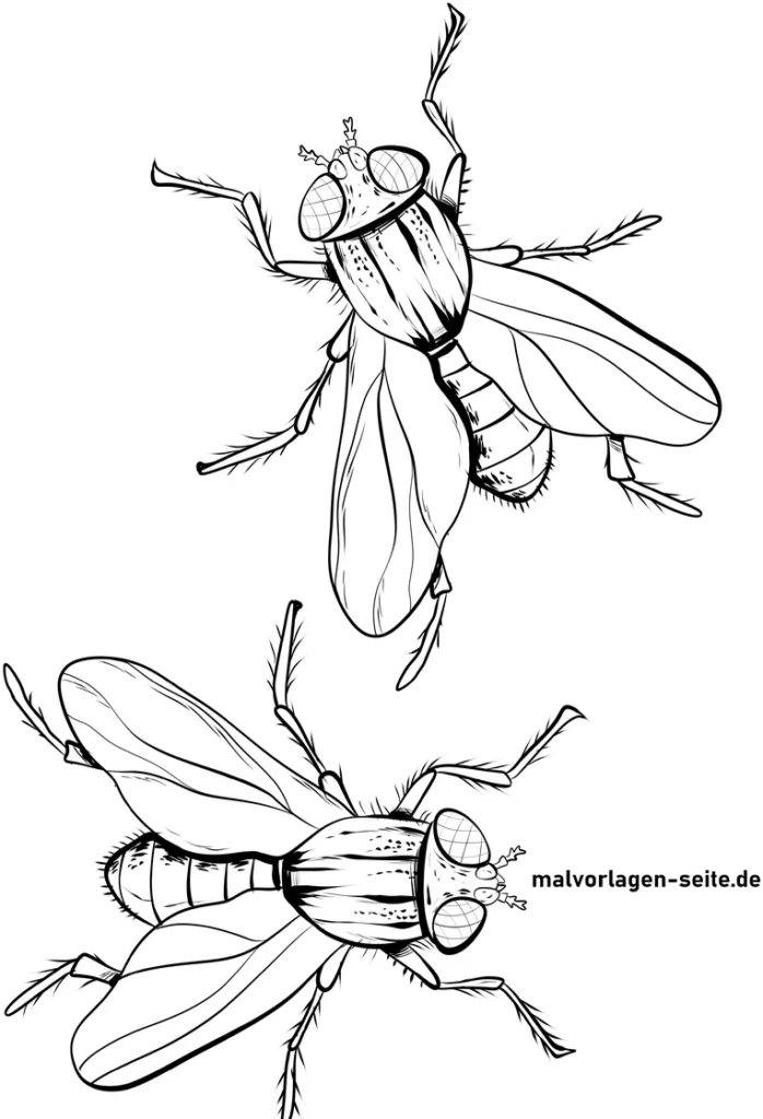 malvorlage-fliegen-zwei-insekten-ausmalen