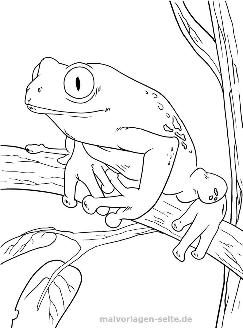 malvorlage-frosch-auf-ast-erforschen