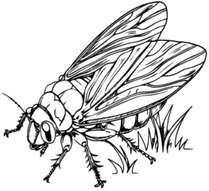 malvorlage-gefluegeltes-insekt-ausmalen