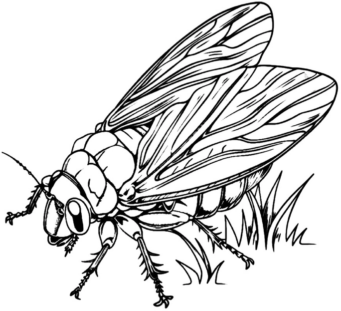 malvorlage-gefluegeltes-insekt-mit-detaillierten-fluegeln