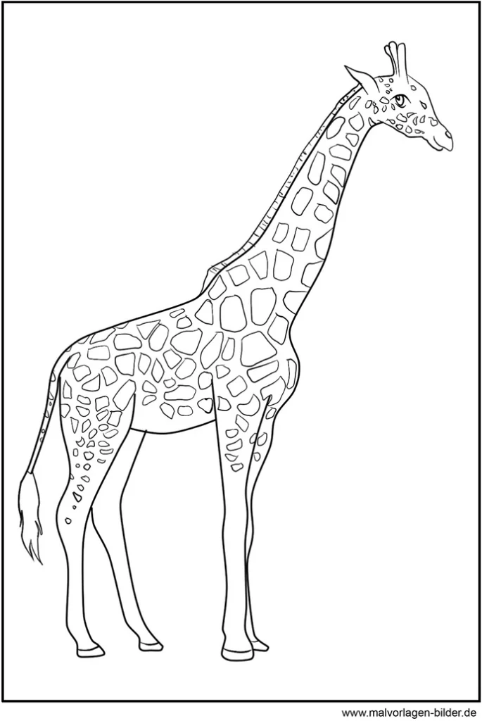 malvorlage-giraffe-ausmalen