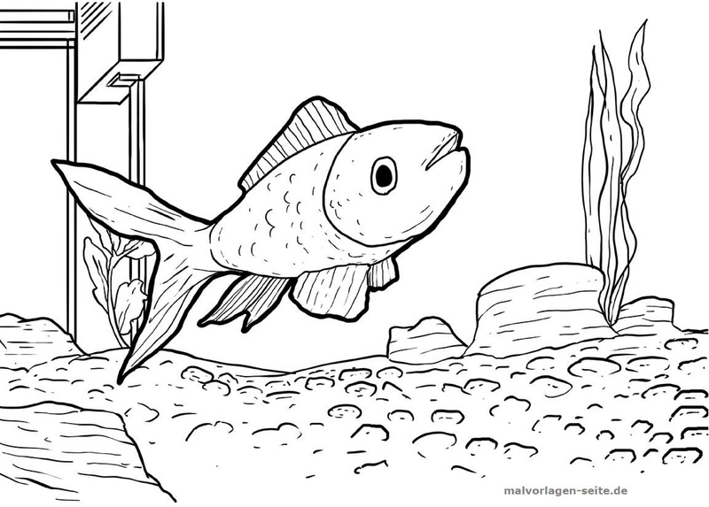 malvorlage-goldfisch-im-aquarium