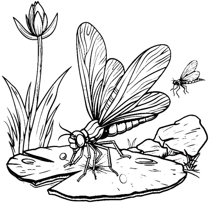 malvorlage-grosses-insekt-in-natur-umgebung