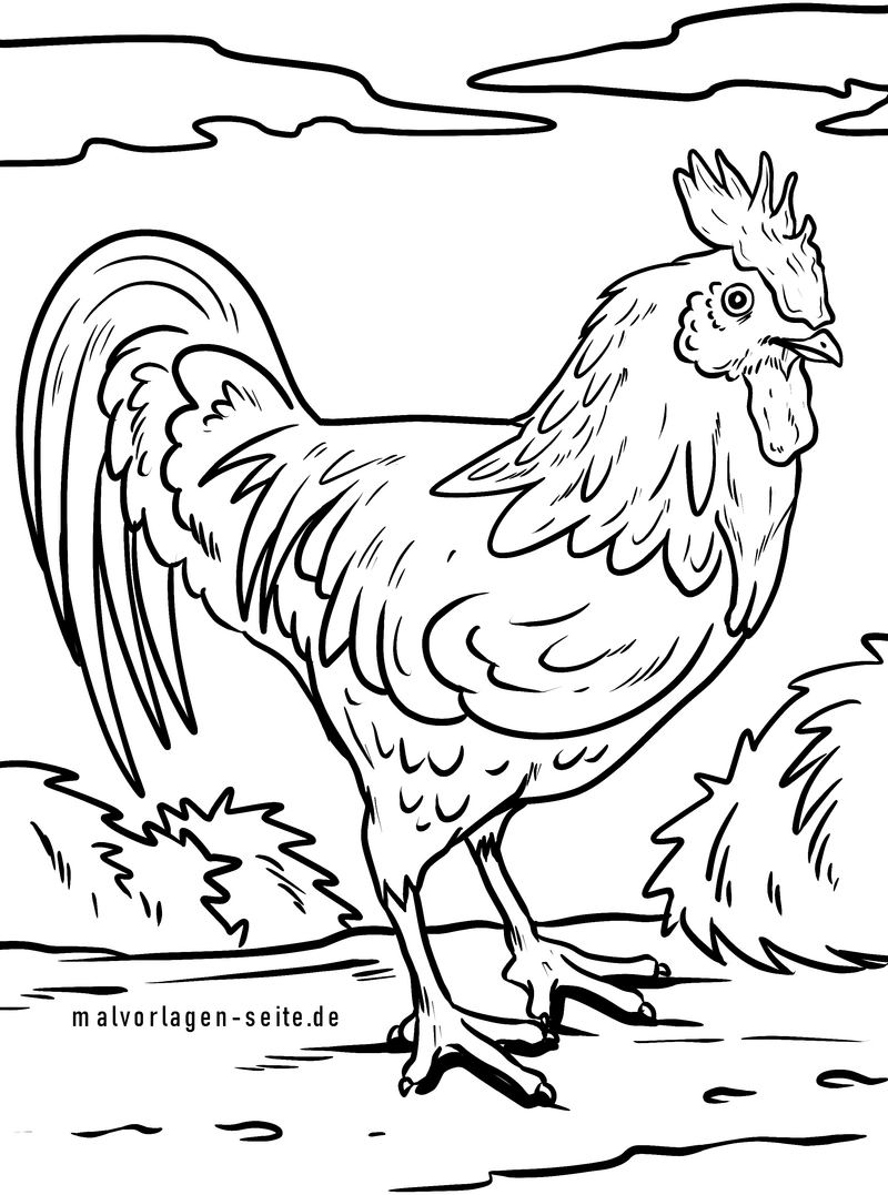 malvorlage-hahn-in-der-natur-fuer-kinder