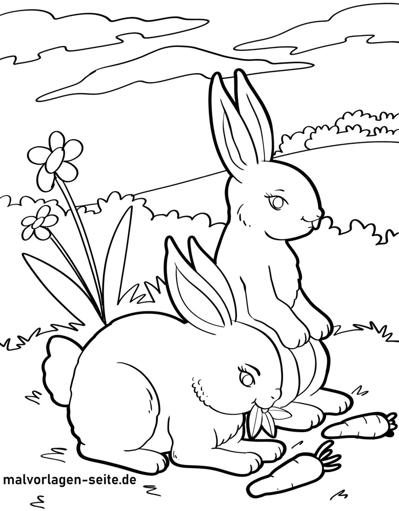 malvorlage-hasen-in-der-natur-ausmalen