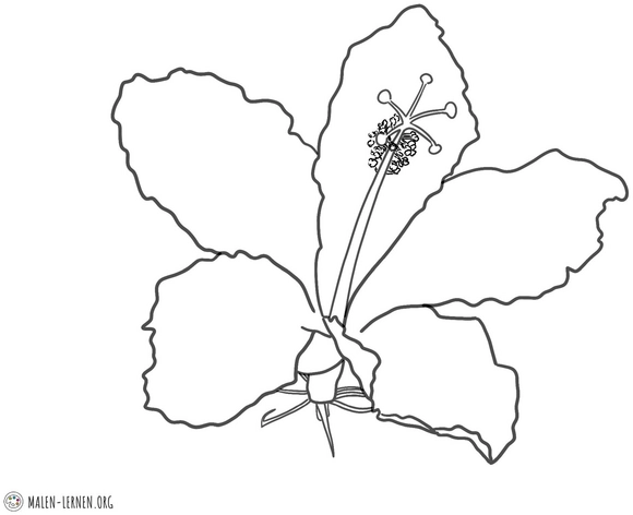 malvorlage-hibiskus-bluete-ausmalbild