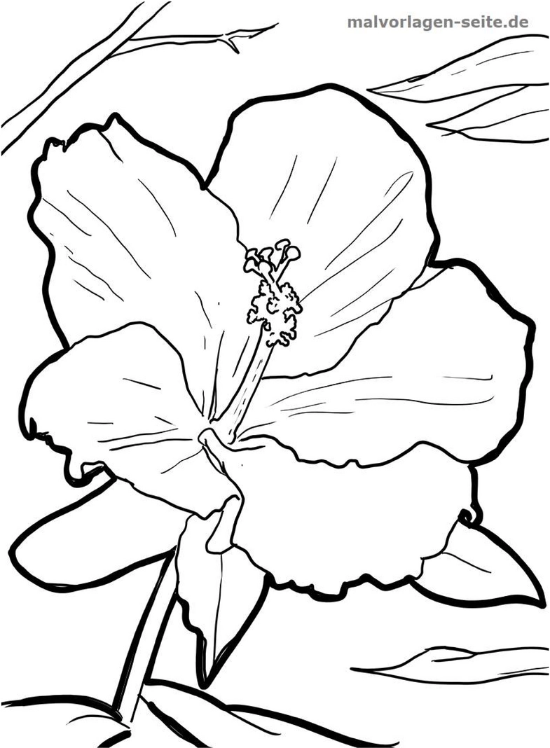 malvorlage-hibiskus-blueten-ausmalen