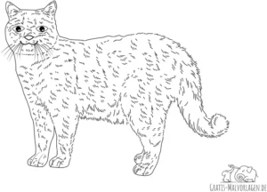 malvorlage-katze-mit-schoenem-fell