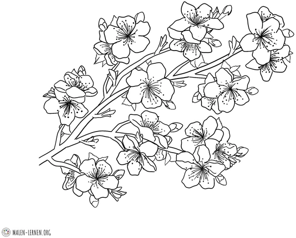 malvorlage-kirschblueten-ausmalen