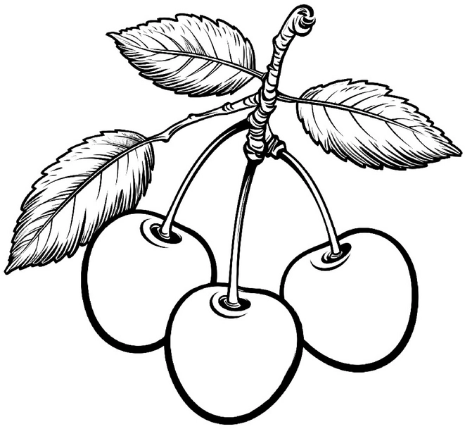 malvorlage-kirschen-mit-blaettern