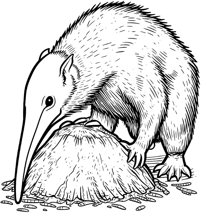 malvorlage-kiwivogel-neuseeland