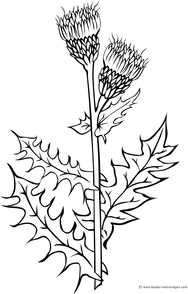 malvorlage-kratzende-distel-blueten-ausmalen