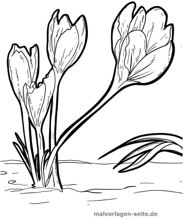 malvorlage-krokusse-in-voller-bluete