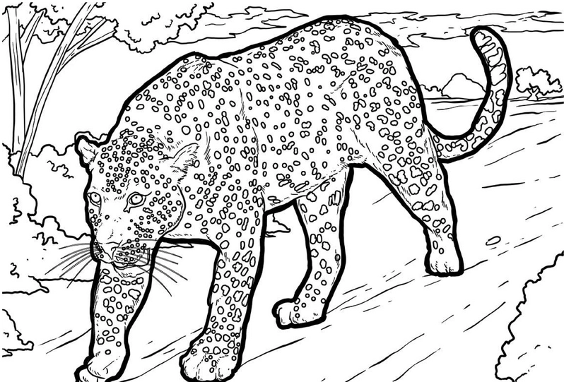 malvorlage-leopard-in-der-natur