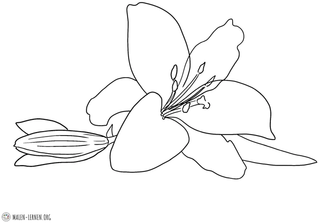 malvorlage-lilie-ausmalbilder-ideen