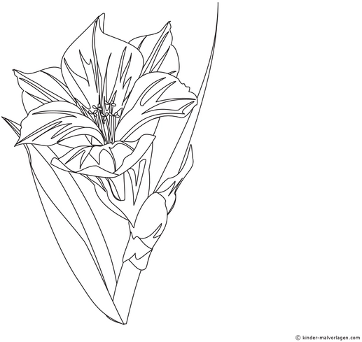 malvorlage-lilie-elegante-blume