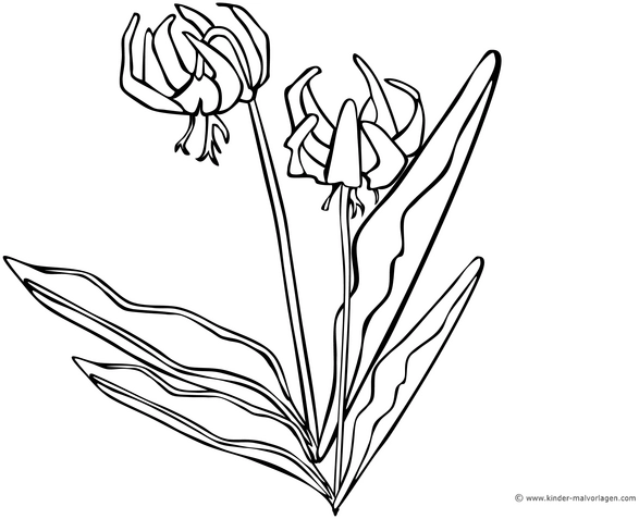 malvorlage-lilienblumen-ausmalen